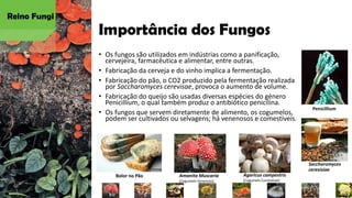 Importância dos Fungos
• Os fungos são utilizados em indústrias como a panificação,
cervejeira, farmacêutica e alimentar, entre outras.
• Fabricação da cerveja e do vinho implica a fermentação.
• Fabricação do pão, o CO2 produzido pela fermentação realizada
por Saccharomyces cerevisae, provoca o aumento de volume.
• Fabricação do queijo são usadas diversas espécies do género
Penicillium, o qual também produz o antibiótico penicilina.
• Os fungos que servem diretamente de alimento, os cogumelos,
podem ser cultivados ou selvagens; há venenosos e comestíveis.
Reino Fungi
Penicillium
Saccharomyces
cerevisiae
Bolor no Pão Amanita Muscaria
(Cogumelo Venenoso)
Agaricus campestris
(Cogumelo Comestível)
 