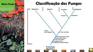 Classificação dos Fungos
Reino Fungi
 