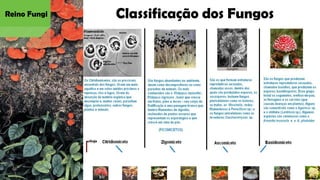 Classificação dos Fungos
Reino Fungi
 