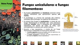 Fungos unicelulares e fungos
filamentosos
• Os fungos unicelulares ou leveduras ocorrem como
células individuais que apresentam apenas um
núcleo.
• A morfologia e a forma de nutrição são critérios
utilizados para distinguir as espécies de leveduras.
• A maioria dos fungos é multicelular: o corpo de um
fungo filamentoso é formado por uma estrutura
chamada micélio. Este é composto por filamentos
individuais em forma de tubo, as hifas, que
correspondem a células com vários núcleos.
• Durante a fase reprodutiva, o micélio de um fungo
filamentoso é subdividido em duas partes distintas:
• O micélio vegetativo assume as funções vitais do organismo, tais
como a nutrição e o crescimento do fungo.
• O micélio reprodutivo é formado por hifas especializadas na
formação de esporos, células reprodutoras.
Reino Fungi
 