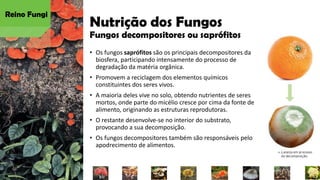 Nutrição dos Fungos
Fungos decompositores ou saprófitos
• Os fungos saprófitos são os principais decompositores da
biosfera, participando intensamente do processo de
degradação da matéria orgânica.
• Promovem a reciclagem dos elementos químicos
constituintes dos seres vivos.
• A maioria deles vive no solo, obtendo nutrientes de seres
mortos, onde parte do micélio cresce por cima da fonte de
alimento, originando as estruturas reprodutoras.
• O restante desenvolve-se no interior do substrato,
provocando a sua decomposição.
• Os fungos decompositores também são responsáveis pelo
apodrecimento de alimentos.
Reino Fungi
 