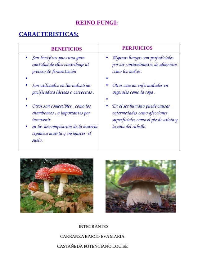 Reino Fungi 1b