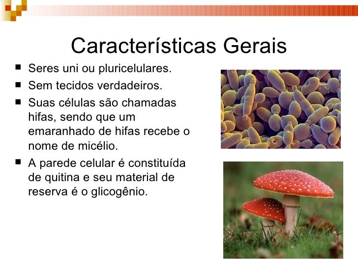 Cite Dois Exemplos De Representantes Do Reino Fungi