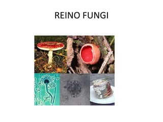 REINO FUNGI
 