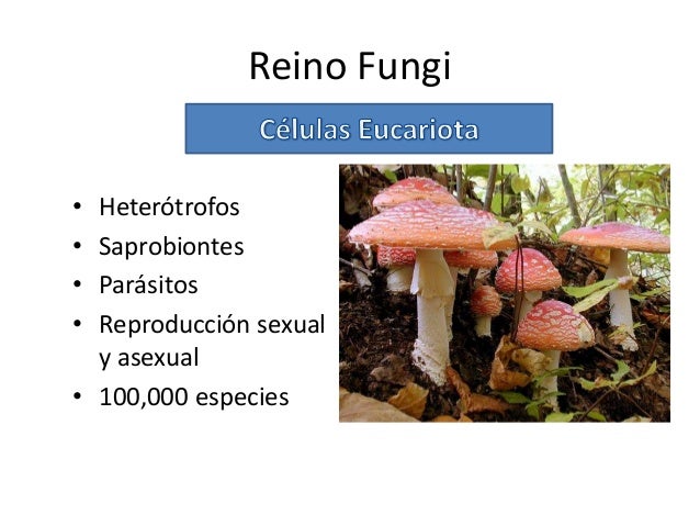 Reino fungi pap grabación 3