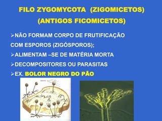 FILO ZYGOMYCOTA (ZIGOMICETOS)
        (ANTIGOS FICOMICETOS)

NÃO FORMAM CORPO DE FRUTIFICAÇÃO
COM ESPOROS (ZIGÓSPOROS);
ALIMENTAM –SE DE MATÉRIA MORTA
DECOMPOSITORES OU PARASITAS
EX. BOLOR NEGRO DO PÃO
 