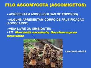 FILO ASCOMYCOTA (ASCOMICETOS)

APRESENTAM ASCOS (BOLSAS DE ESPOROS)
ALGUNS APRESENTAM CORPO DE FRUTIFICAÇÃO
(ASCOCARPO)
VIDA LIVRE OU SIMBIONTES
EX. Morchella esculenta, Saccharomyces
cerevisiae



                                SÃO COMESTÍVEIS
 