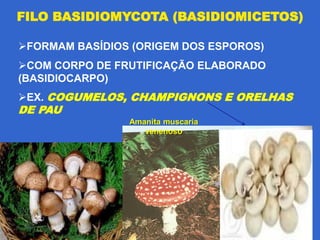FILO BASIDIOMYCOTA (BASIDIOMICETOS)

FORMAM BASÍDIOS (ORIGEM DOS ESPOROS)
COM CORPO DE FRUTIFICAÇÃO ELABORADO
(BASIDIOCARPO)
EX. COGUMELOS, CHAMPIGNONS E ORELHAS
DE PAU
                Amanita muscaria
                   venenoso
 