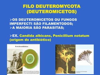 FILO DEUTEROMYCOTA
        (DEUTEROMICETOS)
OS DEUTEROMICETOS OU FUNGOS
IMPERFECTI SÃO FILAMENTODOS;
A MAIORIA SÃO PARASITAS;

EX. Candida albicans, Penicillium notatum
(origem do antibiótico)
 