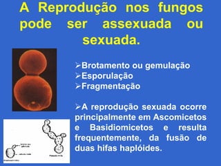 A Reprodução nos fungos
pode ser assexuada ou
        sexuada.
      Brotamento ou gemulação
      Esporulação
      Fragmentação

      A reprodução sexuada ocorre
      principalmente em Ascomicetos
      e Basidiomicetos e resulta
      frequentemente, da fusão de
      duas hifas haplóides.
 