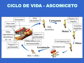CICLO DE VIDA - ASCOMICETO

                                     Asco                                        Núcleo 2n
                Ascocarpo
                                  dicariótico           Cariogamia                (zigoto)
   Asco com
   ascósporos                                                                         4 núcleos
                                                      Hifa
                                                                                      haplóides
                                                   dicariótica
    Hifas                                                               Meiose
reprodutoras                          Esporo (-)
 dicarióticas                        germinando
   (n + n)
                            Hifas estéreis (n),                  8 ascósporos (n)
                             mononucleadas                                             Mitose
      Esporo (+)
      germinando                           Germinação       Ascósporos (n)



                              Hifa + e Hifa -
 