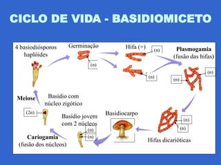 CICLO DE VIDA - BASIDIOMICETO

4 basiodiósporos       Germinação          Hifa (+)     (n)      Plasmogamia
   haplóides                                                    (fusão das hifas)
                              (n)
                                                                              (n)
                                                      (n)
                                                                (n)
                                          Hifa (-)

 Meiose     Basídio com
           núcleo zigótico
    (2n)                            Basidiocarpo
                   Basídio jovem
                                                                       (n)
                   com 2 núcleos
                             (n)                                      (n)
    Cariogamia               (n)
                                                      Hifas dicarióticas
 (fusão dos núcleos)
 