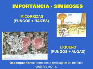 IMPORTÂNCIA - SIMBIOSES

     MICORRIZAS
  (FUNGOS + RAIZES)




                               LÍQUENS
                           (FUNGOS + ALGAS)


Decompositores: permitem a reciclagem da matéria
                orgânica morta.
 