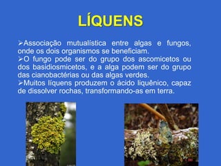 LÍQUENS
Associação mutualística entre algas e fungos,
onde os dois organismos se beneficiam.
O fungo pode ser do grupo dos ascomicetos ou
dos basidiosmicetos, e a alga podem ser do grupo
das cianobactérias ou das algas verdes.
Muitos líquens produzem o ácido liquênico, capaz
de dissolver rochas, transformando-as em terra.
 
