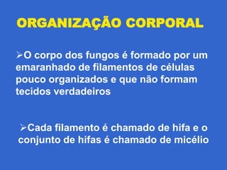ORGANIZAÇÃO CORPORAL

O corpo dos fungos é formado por um
emaranhado de filamentos de células
pouco organizados e que não formam
tecidos verdadeiros


Cada filamento é chamado de hifa e o
conjunto de hifas é chamado de micélio
 