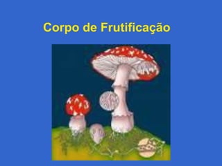 Corpo de Frutificação
 