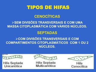 TIPOS DE HIFAS
              CENOCÍTICAS
  SEM DIVISÕES TRANSVERSAIS E COM UMA
MASSA CITOPLASMÁTICA COM VÁRIOS NÚCLEOS.

               SEPTADAS
    COM DIVISÕES TRANSVERSAIS E COM
COMPARTIMENTOS CITOPLASMÁTICOS COM 1 OU 2
                NÚCLEOS.
 