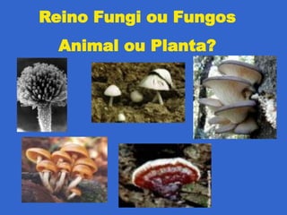 Reino Fungi ou Fungos
  Animal ou Planta?
 