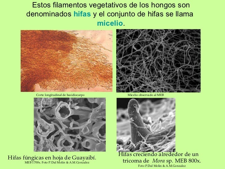 Reino Hongo.