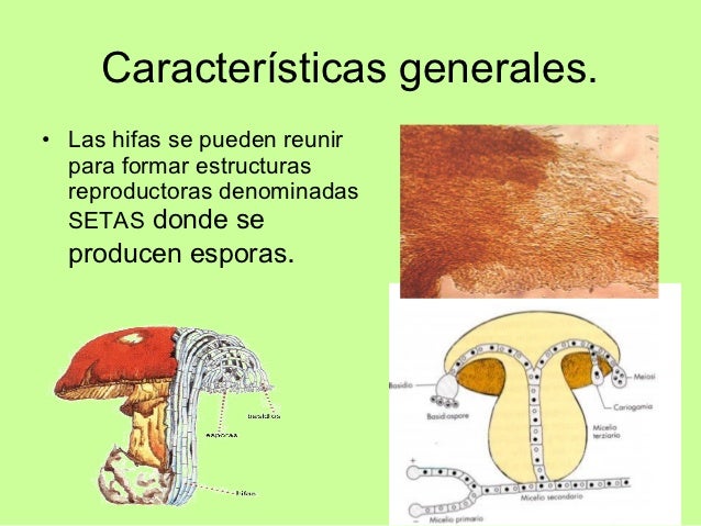 Reino fungi