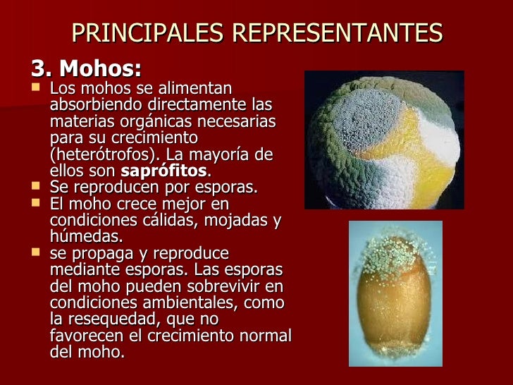 Cite Dois Exemplos De Representantes Do Reino Fungi