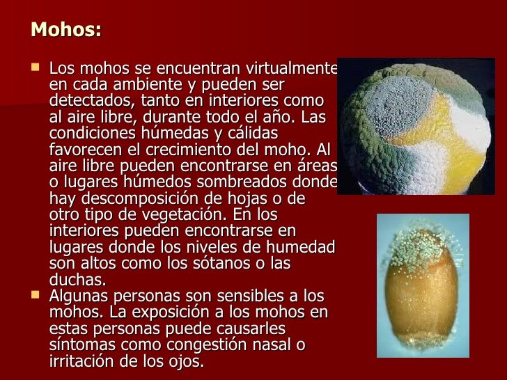 Reino hongo o fungi