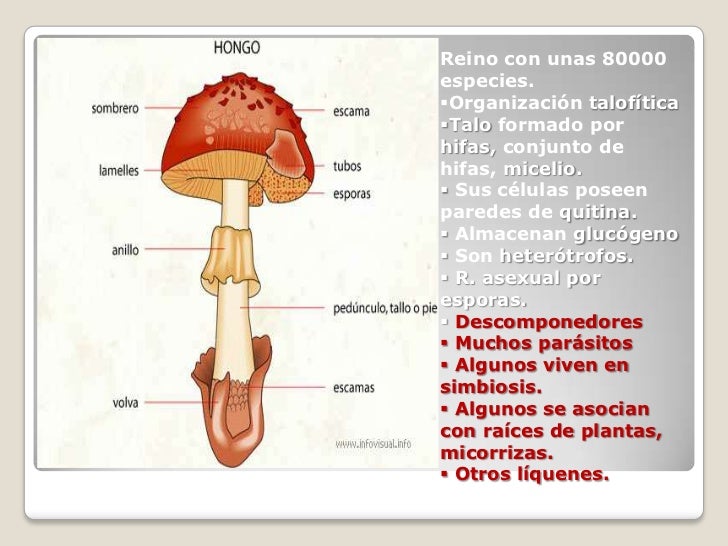 Reino hongos Reino hongos