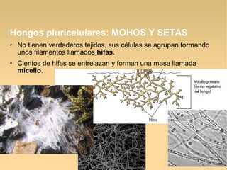 Hongos pluricelulares: MOHOS Y SETAS
• No tienen verdaderos tejidos, sus células se agrupan formando
unos filamentos llamados hifas.
• Cientos de hifas se entrelazan y forman una masa llamada
micelio.
 