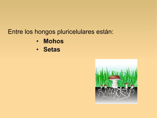 Entre los hongos pluricelulares están:
• Mohos
• Setas
 