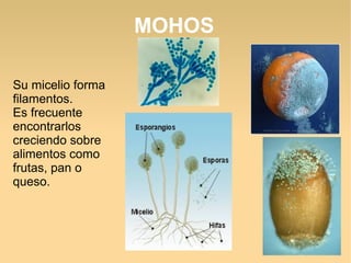 MOHOS
Su micelio forma
filamentos.
Es frecuente
encontrarlos
creciendo sobre
alimentos como
frutas, pan o
queso.
 