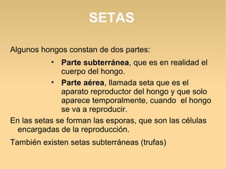 SETAS
Algunos hongos constan de dos partes:
• Parte subterránea, que es en realidad el
cuerpo del hongo.
• Parte aérea, llamada seta que es el
aparato reproductor del hongo y que solo
aparece temporalmente, cuando el hongo
se va a reproducir.
En las setas se forman las esporas, que son las células
encargadas de la reproducción.
También existen setas subterráneas (trufas)
 