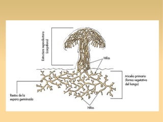 Reino hongos