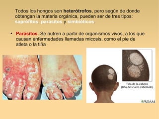 • Parásitos. Se nutren a partir de organismos vivos, a los que
causan enfermedades llamadas micosis, como el pie de
atleta o la tiña
Todos los hongos son heterótrofos, pero según de donde
obtengan la materia orgánica, pueden ser de tres tipos:
saprófitos, parásitos y simbióticos.
 
