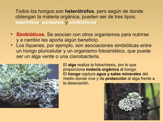 • Simbióticos. Se asocian con otros organismos para nutrirse
y a cambio les aporta algún beneficio.
• Los líquenes, por ejemplo, son asociaciones simbióticas entre
un hongo pluricelular y un organismo fotosintético, que puede
ser un alga verde o una cianobacteria.
Todos los hongos son heterótrofos, pero según de donde
obtengan la materia orgánica, pueden ser de tres tipos:
saprófitos, parásitos y simbióticos.
El alga realiza la fotosíntesis, por lo que
proporciona materia orgánica al hongo.
El hongo captura agua y sales minerales del
medio donde vive y da protección al alga frente a
la desecación.
 
