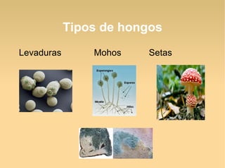 Tipos de hongos
Levaduras Mohos Setas
 