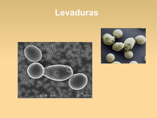 Levaduras
 