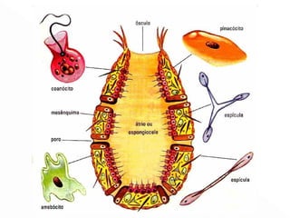 Reprodução Sexuada
*dioicos e monoicos
*fecundação interna
*desenvolvimento indireto
*anfiblástula
 