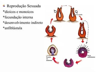 Classes          Hydrozoa            Scyphozoa             Anthozoa
  Tipos       Pólipos e medusas    Pólipos e medusas  ...