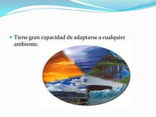  Tiene gran capacidad de adaptarse a cualquier
 ambiente.
 