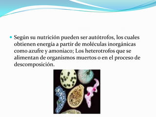  Según su nutrición pueden ser autótrofos, los cuales
 obtienen energía a partir de moléculas inorgánicas
 como azufre y amoniaco; Los heterotrofos que se
 alimentan de organismos muertos o en el proceso de
 descomposición.
 