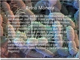Reino Mónera Principalmente, su tipo de reproducción puede ser asexual, por fisión o por yemas. Otra forma de reproducción se da a través de fenómenos protosexuales. Dentro del  reino mónera , se puede encontrar a los individuos que son inmóviles y a los que tienen la capacidad de desplazarse. Cuando el organismo puede desplazarse lo hace a través del latido de  flagelos  simples (ya hemos mencionado que carecen de flagelos avanzados) o por deslizamiento Rama Nyxocera (si carecen de flagelos). 