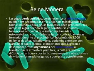 Reino Mónera Las  algas verde azuladas , pertenecientes al  reino mónera , pueden ser encontradas en los hábitats más diversos de todo el mundo. En las aguas tropicales poco profundas, las matas de  algas  pueden llegar a constituirse en unas formaciones curvadas que suelen ser llamadas estromatolitos, cuyos fósiles se han encontrado en rocas formadas durante el precámbrico, hace más de 3.000 millones de años. Al saber esto, podemos entender con claridad el papel esencial e importante que llegaron a desempeñar estos  organismos  del  reino mónera  al transformar la atmósfera primitiva, la cual era rica en dióxido de carbono y por tanto venenosa para otras formas de vida, en la mezcla oxigenada que existe actualmente. 
