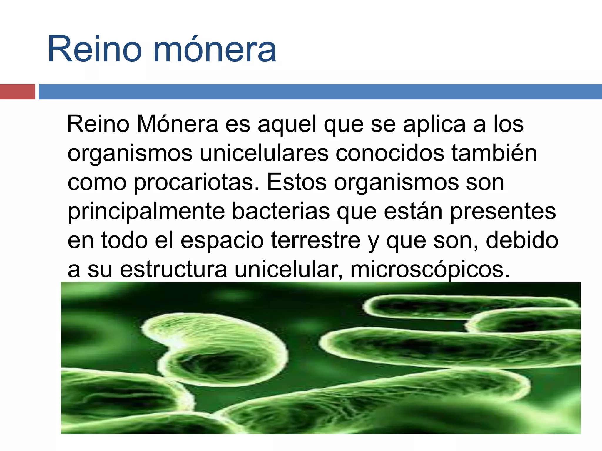 Reino mónera y reino protista biologia | PPTX
