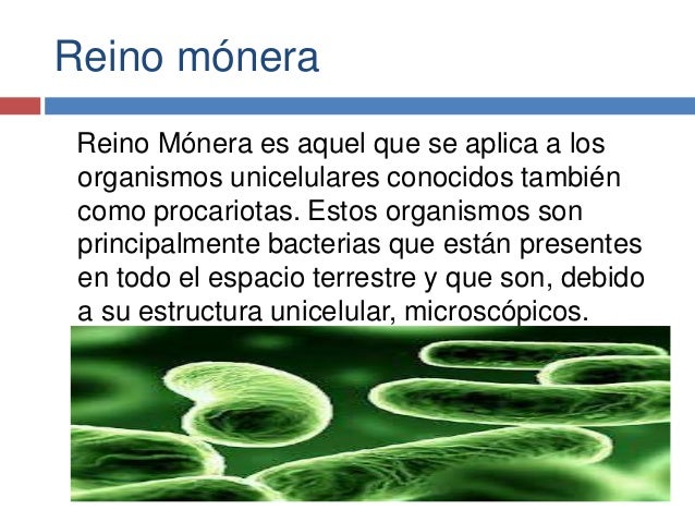 Reino mónera y reino protista biologia