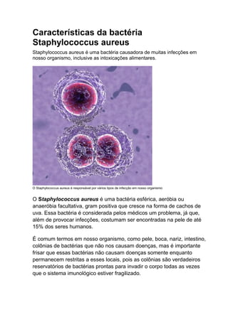 Características da bactéria
Staphylococcus aureus
Staphylococcus aureus é uma bactéria causadora de muitas infecções em
nosso organismo, inclusive as intoxicações alimentares.

O Staphylococcus aureus é responsável por vários tipos de infecção em nosso organismo

O Staphylococcus aureus é uma bactéria esférica, aeróbia ou
anaeróbia facultativa, gram positiva que cresce na forma de cachos de
uva. Essa bactéria é considerada pelos médicos um problema, já que,
além de provocar infecções, costumam ser encontradas na pele de até
15% dos seres humanos.
É comum termos em nosso organismo, como pele, boca, nariz, intestino,
colônias de bactérias que não nos causam doenças, mas é importante
frisar que essas bactérias não causam doenças somente enquanto
permanecem restritas a esses locais, pois as colônias são verdadeiros
reservatórios de bactérias prontas para invadir o corpo todas as vezes
que o sistema imunológico estiver fragilizado.

 