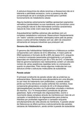 A estrutura bioquímica da célula (enzimas e ribossomos) não só é
tolerante a salinidade excessiva, como a presença de alta
concentração de sal é condição primordial para o perfeito
funcionamento do metabolismo celular.
Alguma bactérias extremamente halófilas apresentam pigmentos
vermelhos (carotenóides) na sua membrana, que funcionam como
uma proteção natural à alta intensidade luminosa característica
natural do meio onde vivem esse tipo de bactéria.
Arqueobactérias halófilas extremas são aeróbias com um
complexo metabolismo nutricional. Desenvolvem freqüentemente
um “rastro” colorido (vermelho/ alaranjado) sobre pele de peixes
secos e outros alimentos tratados com sal, além de crescerem
otimamente em tanques industriais que produzem sal.
Genoma das Halobactérias
O genoma das halobactérias Halobacterium e Halococcus contém
componentes com valores de G+C diferentes. A maior parte do
DNA bacteriano é formado de 66 a 68% de bases G+C, enquanto
a minoria é composta (associadas principalmente a um grande
plasmídeo em Halobacterium) por 50 a 70% de G+C. A extensão
total do genoma bacteriano das halobactérias contém um elevado
número de várias seqüências repetidas tanto no cromossomo
quanto no plasmídeo. Pelo menos algumas moléculas tem sua
estrutura similar a estruturas moleculares de eubactérias.
Parede celular
O principal constituinte da parede celular são as proteínas ou
polissacarídeos. Removendo essa glicoproteína em uma diluição
ou por meio do tratamento com proteinases, a parede celular
perde sua forma estrutural e acaba sofrendo lise osmótica. Esse
componente glicoproteico consiste de 22 a 24 dissacarídeos
(glicosegalactose) reunidos via O-glicosídeo vinculado a resíduos
de treonina; 12 a 14 trissacarídeos (constituído de glicosegalactose). Após a formação dos oligossacarídeo, ocorre o
movimento desse complexo através da membrana por meio de um
carreador e transferência de oligossacarídeo para proteína.
Hidrólise por pirofosfato regeneram o carreador enquanto
simultaneamente ele volta através da membrana. A parede celular
de Halococcus se difere química e estruturalmente das paredes
celulares de Halobacterium, sendo similar à parede de eubactérias

 