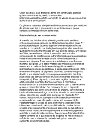 Gram-positivas. São diferentes tanto em constituição protéica
quanto quimicamente, tendo um complexo
heteropolissacarídeosulfato, composto de vários açucares neutros,
ácido úrico e aminoácidos.
Os glicanos restantes são provavelmente permutados por resíduos
de glicina, que liga o grupo amino ao aminoácido e o grupo
carboxila ao Halobacterium ácido úrico.
Fotofosforilação em Halobactérias
A maioria das halobactérias são obrigatoriamente aeróbias,
entretanto algumas espécies de Halobacterium podem gerar ATP
por fotofosforilação. Quando espécies de halobactérias estão
sujeitas a competição por limitação de oxigênio, elas sintetizam
quimicamente uma modificação em sua parede celular. Em células
aeróbias, a membrana celular é vermelha devido a alta
concentração de carotenoídes. A transformação para a anaeróbias
induz o crescimento e síntese de um novo componente: a
membrana púrpura. Essa membrana estabelece uma discreta
mancha, que pode vir a cobrir metade (ou mais) da área total da
membrana e pode ser facilmente distinguido em elétron
micrografia de células congeladas. É composta por lipídeos (25% )
e uma única espécie de pigmento chamado bacteriorrodopsina,
devido a sua similaridade com o pigmento rodopsina (os dois
pigmentos são estruturalmente muito semelhantes diferindo na
fotoquímica). Esse pigmento possui sete regiões de estrutura
alfahelicoiodal, orientada transversalmente à membrana,
mantendo assim a proteína em contato tanto com o meio externo
quanto o meio intercelular. Em presença de luz, o pigmento
bacterideofóro age como uma bomba de prótons, convertendo a
luminosidade em uma força promotora através da membrana da
célula, podendo ser usada para aumentar os níveis de ATP
celular. Halobacterium pode gerar ATP anaerobicamente em
presença de luz, mas não pode crescer sob essa condição.
Fotofosforilação é usada só para aumentar a viabilidade das
células em crescimento. A impossibilidade de Halobacterium
crescer anaerobicamente, mesmo em presença de luz, reflete a
necessidade molecular do oxigênio para a síntese do pigmento
retinóide a partir do beta-caroteno. Crescimento fotoheterotrófico
ocorre somente se a quantidade de oxigênio no meio é baixa o
suficiente para a síntese de bacteriorrodopsina, mas alta o
suficiente sintetizar retinóides.

 