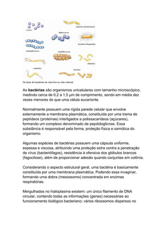 Os tipos de bactérias de vida livre ou vida colonial.

As bactérias são organismos unicelulares com tamanho microscópico,
medindo cerca de 0,2 a 1,5 μm de comprimento, sendo em média dez
vezes menores do que uma célula eucarionte.
Normalmente possuem uma rígida parede celular que envolve
externamente a membrana plasmática, constituída por uma trama de
peptídeos (proteínas) interligados a polissacarídeos (açúcares),
formando um complexo denominado de pepdidoglicnas. Essa
substância é responsável pela forma, proteção física e osmótica do
organismo.
Algumas espécies de bactérias possuem uma cápsula uniforme,
espessa e viscosa, atribuindo uma proteção extra contra a penetração
de vírus (bacteriófagos), resistência à ofensiva dos glóbulos brancos
(fagocitose), além de proporcionar adesão quando conjuntas em colônia.
Considerando o aspecto estrutural geral, uma bactéria é basicamente
constituída por uma membrana plasmática. Podendo essa invaginar,
formando uma dobra (mesossomo) concentrada em enzimas
respiratórias.
Mergulhados no hialoplasma existem: um único filamento de DNA
circular, contendo todas as informações (genes) necessárias ao
funcionamento biológico bacteriano; vários ribossomos dispersos no

 