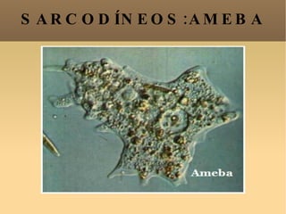 SARCODÍNEOS:AMEBA 