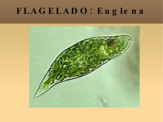 FLAGELADO: Euglena 